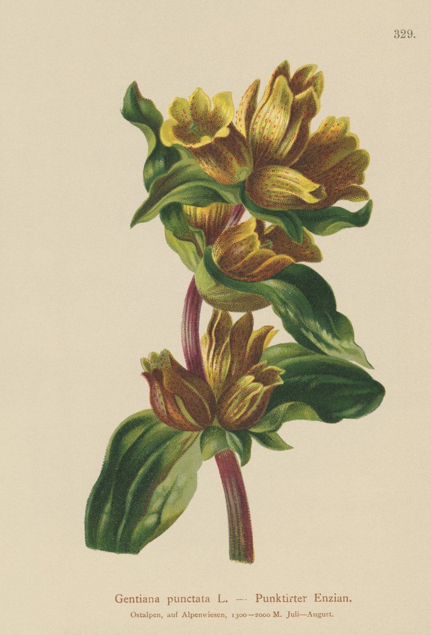 Täplikäs Gentian (Gentiana punctata) tekijältä German School