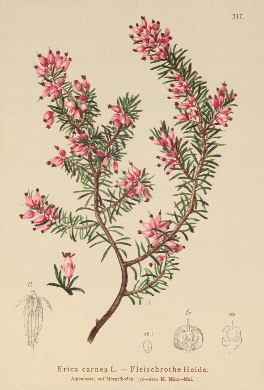 Spring Heath (Erica carnea) tekijältä German School