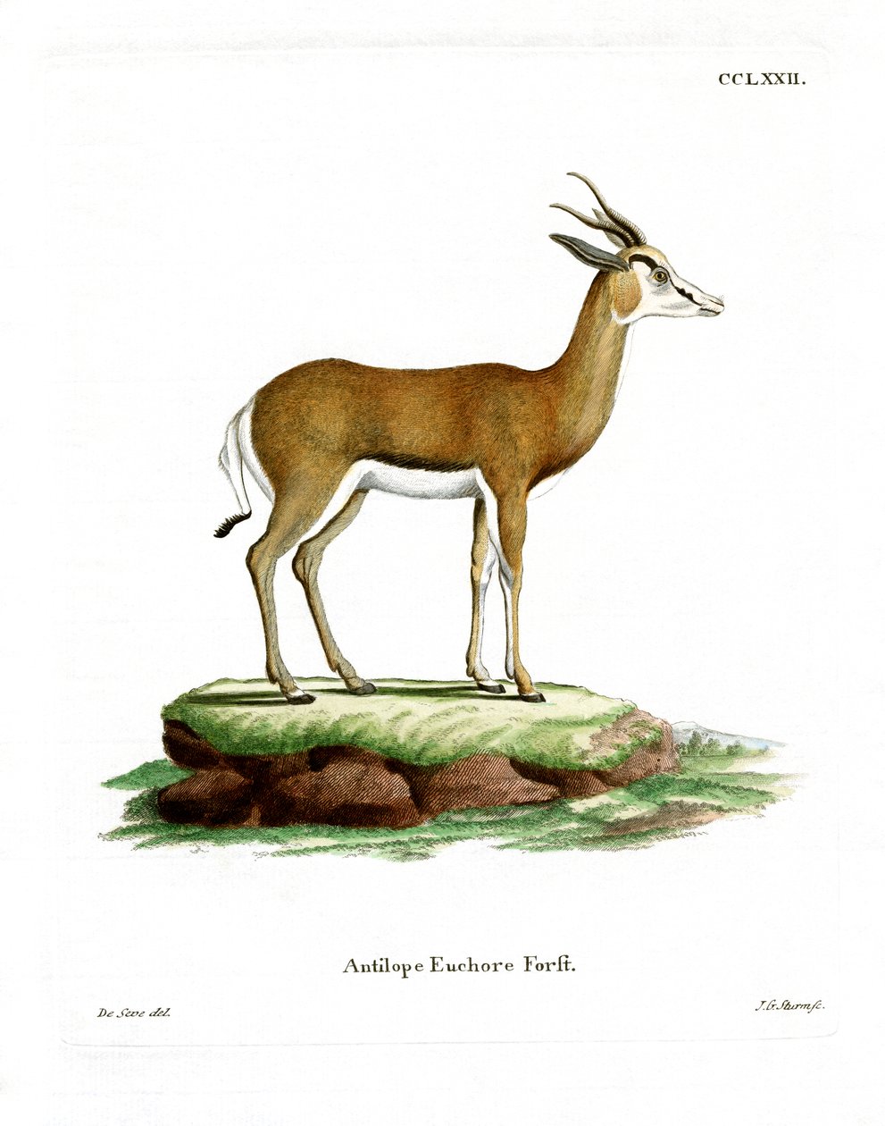 Springbok (värillinen kaiverrus) tekijältä German School
