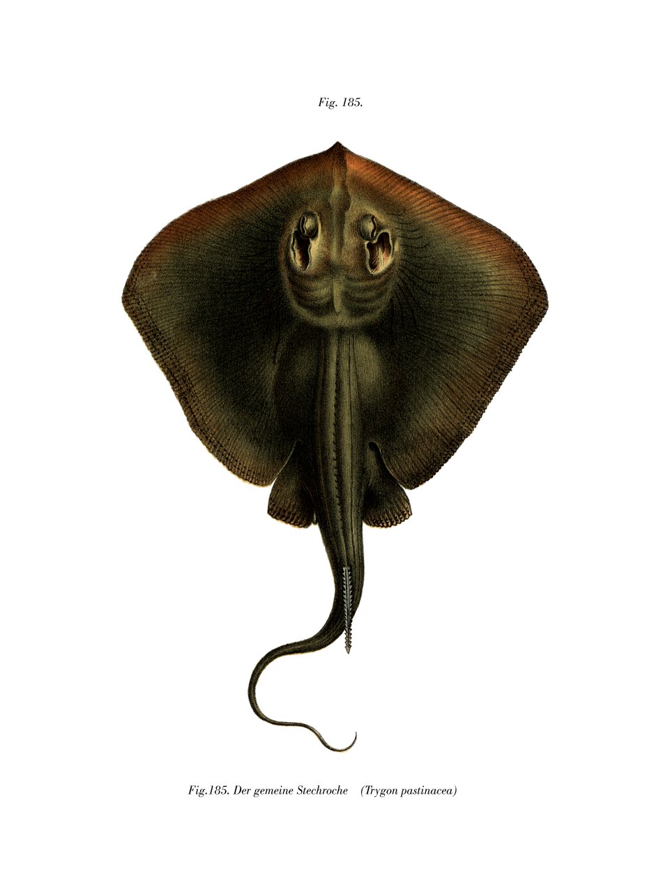 Sting Ray (väri litho) tekijältä German School