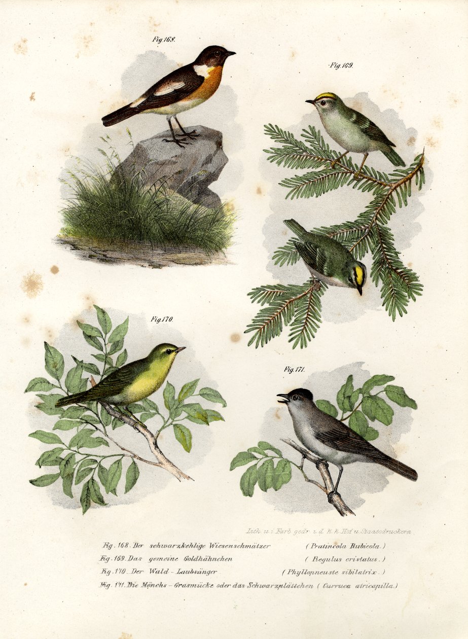 Stonechat, 1864 tekijältä German School