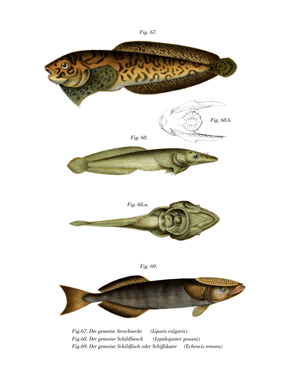 Raidallinen merietana (väri litho) tekijältä German School