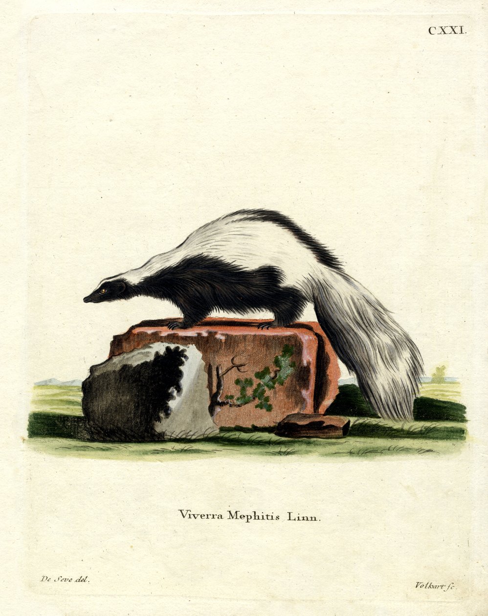 Striped Skunk (värillinen kaiverrus) tekijältä German School