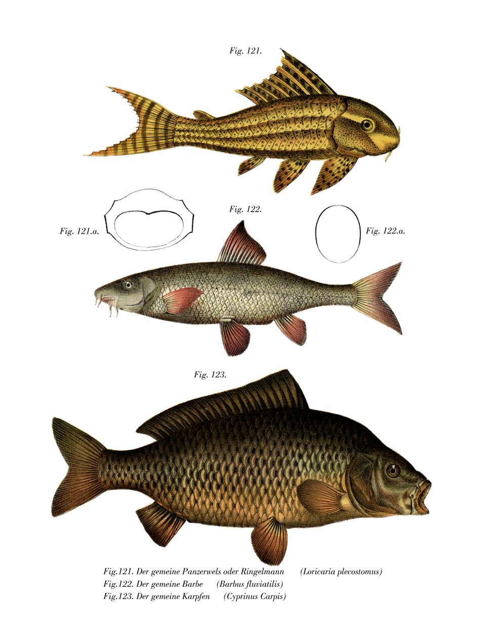 Suckermouth Catfish (väri litho) tekijältä German School