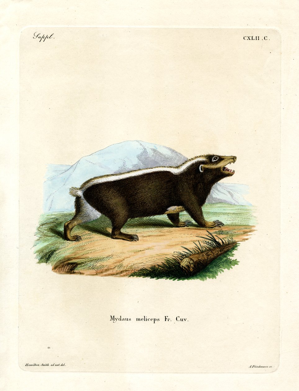 Sunda Stink Badger (värillinen kaiverrus) tekijältä German School