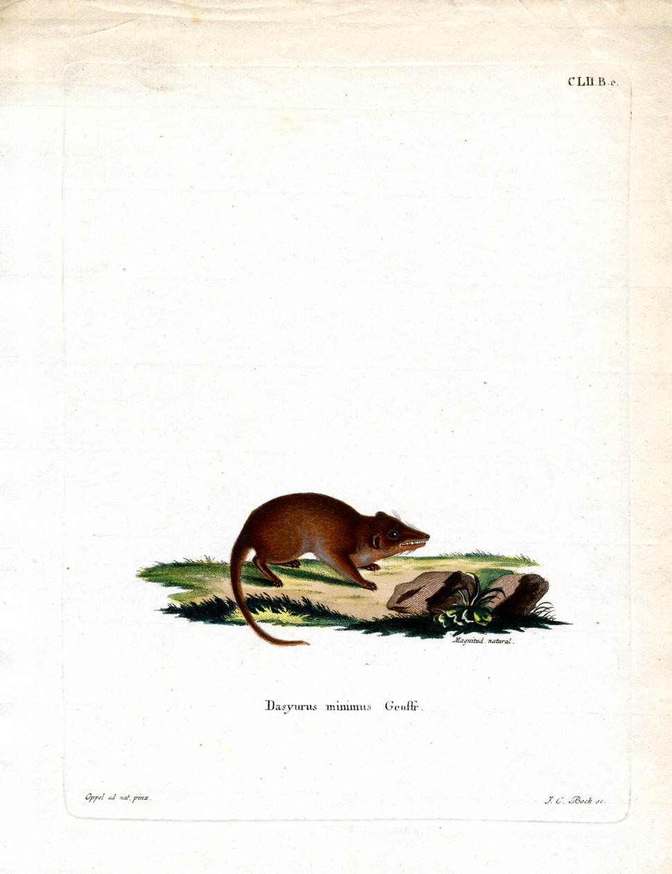 Suo Antechinus (värillinen kaiverrus) tekijältä German School