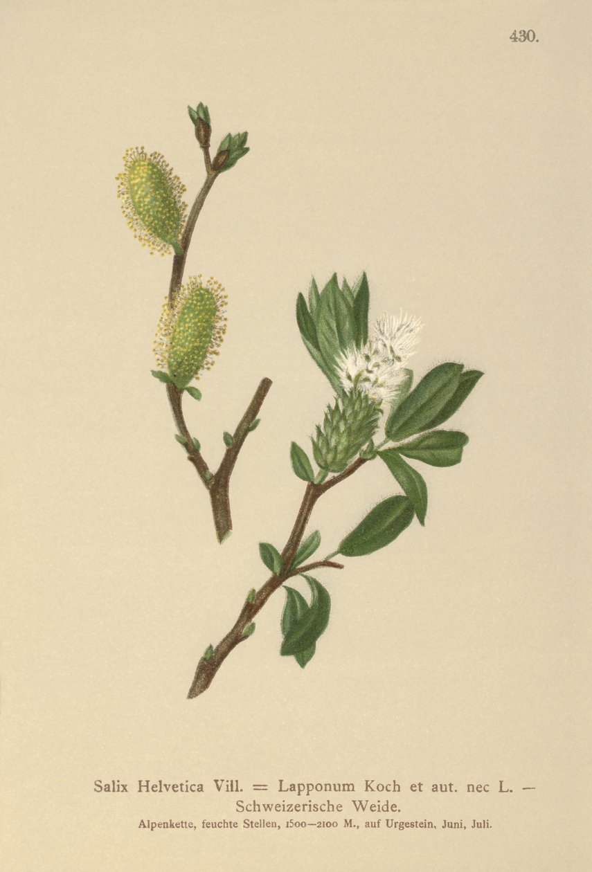 Sveitsinpaju (Salix Helvetica, Salix Lapponum) tekijältä German School