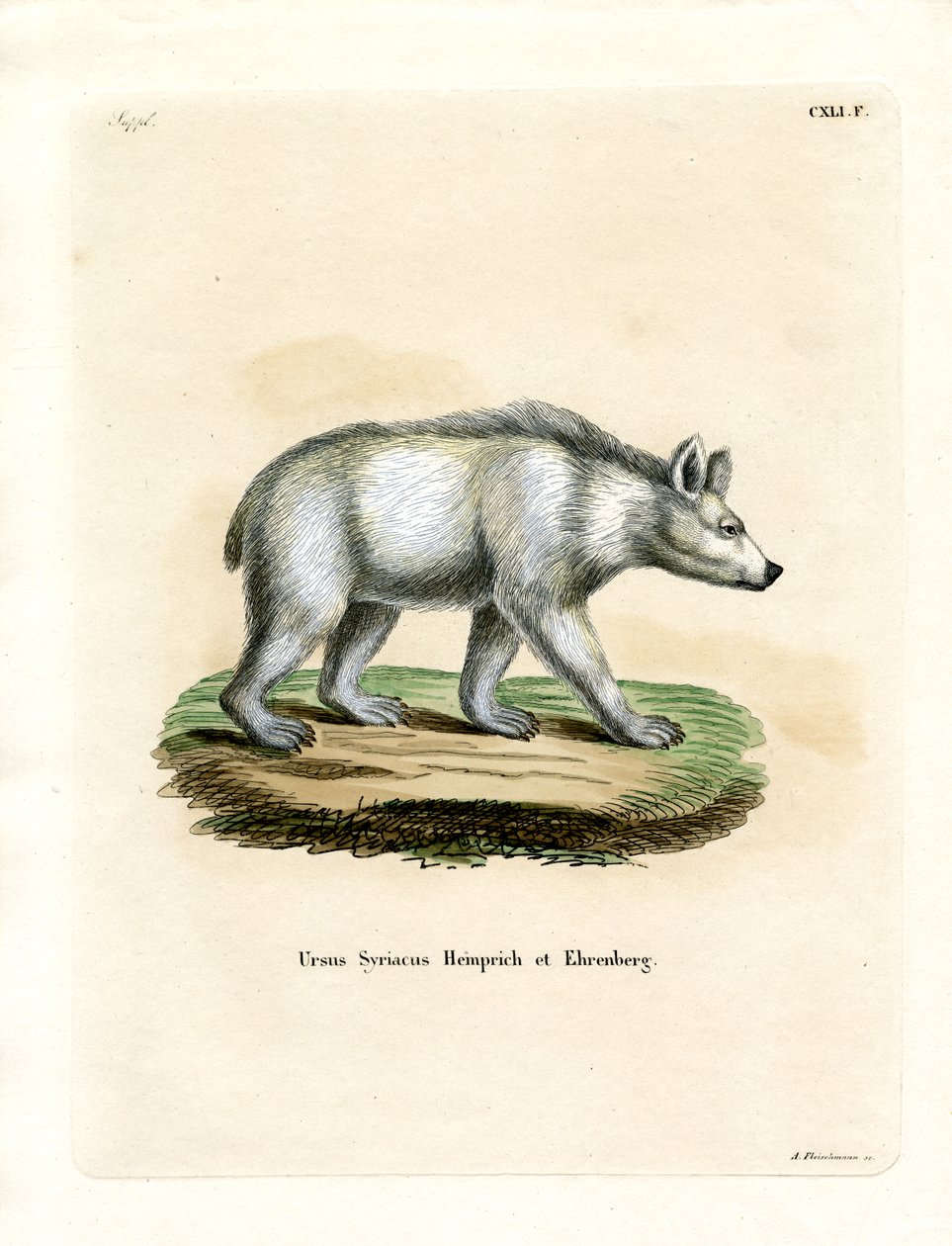 Syyrian Brown Bear (värillinen kaiverrus) tekijältä German School