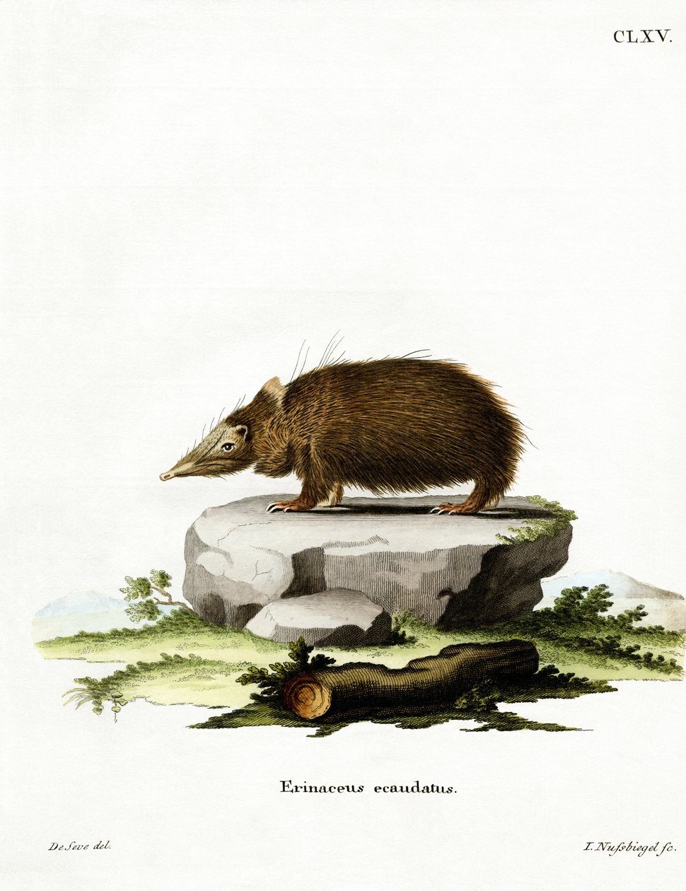 Tailleless Tenrec (värillinen kaiverrus) tekijältä German School