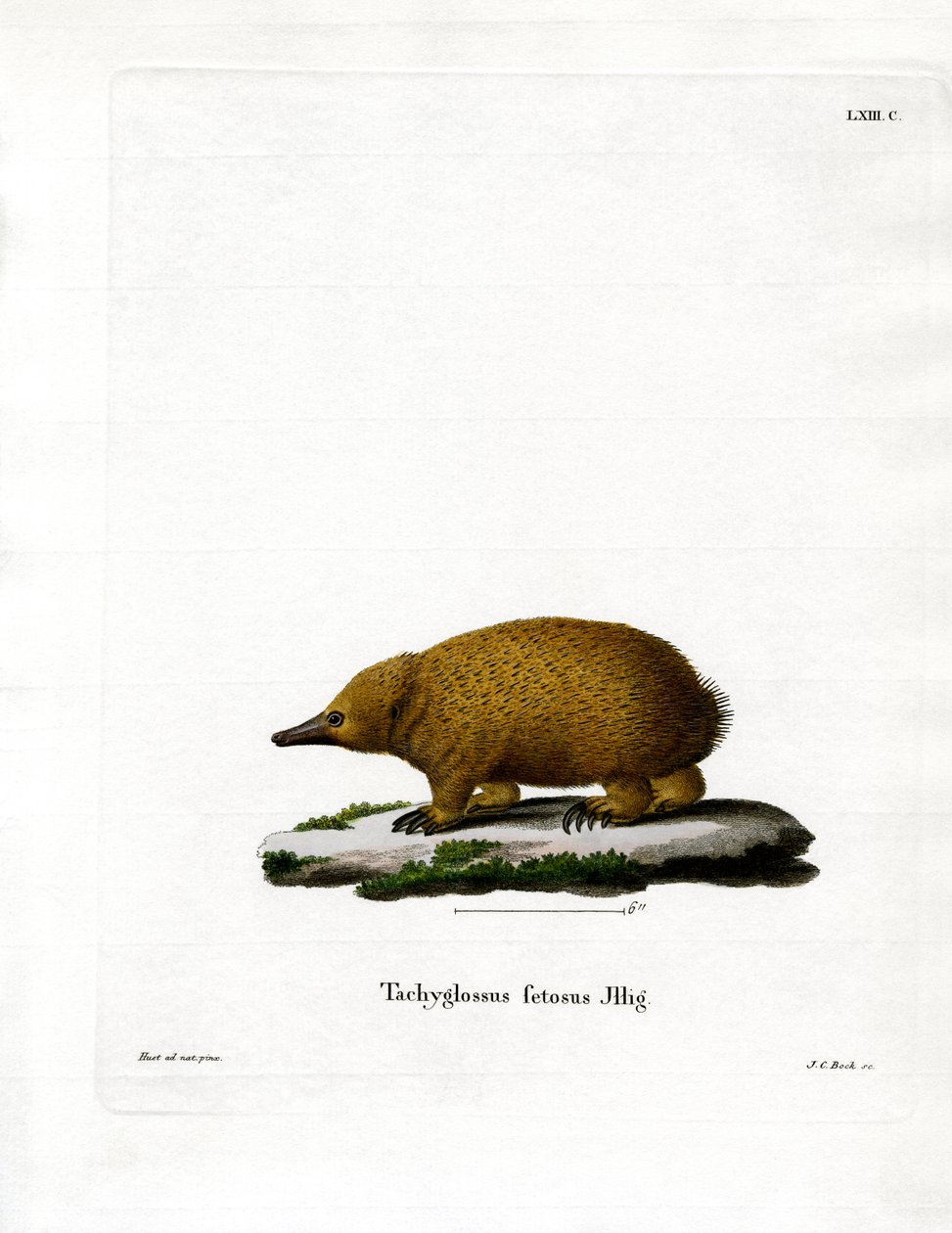Tasmanian Short-beaked Echidna (värillinen kaiverrus) tekijältä German School