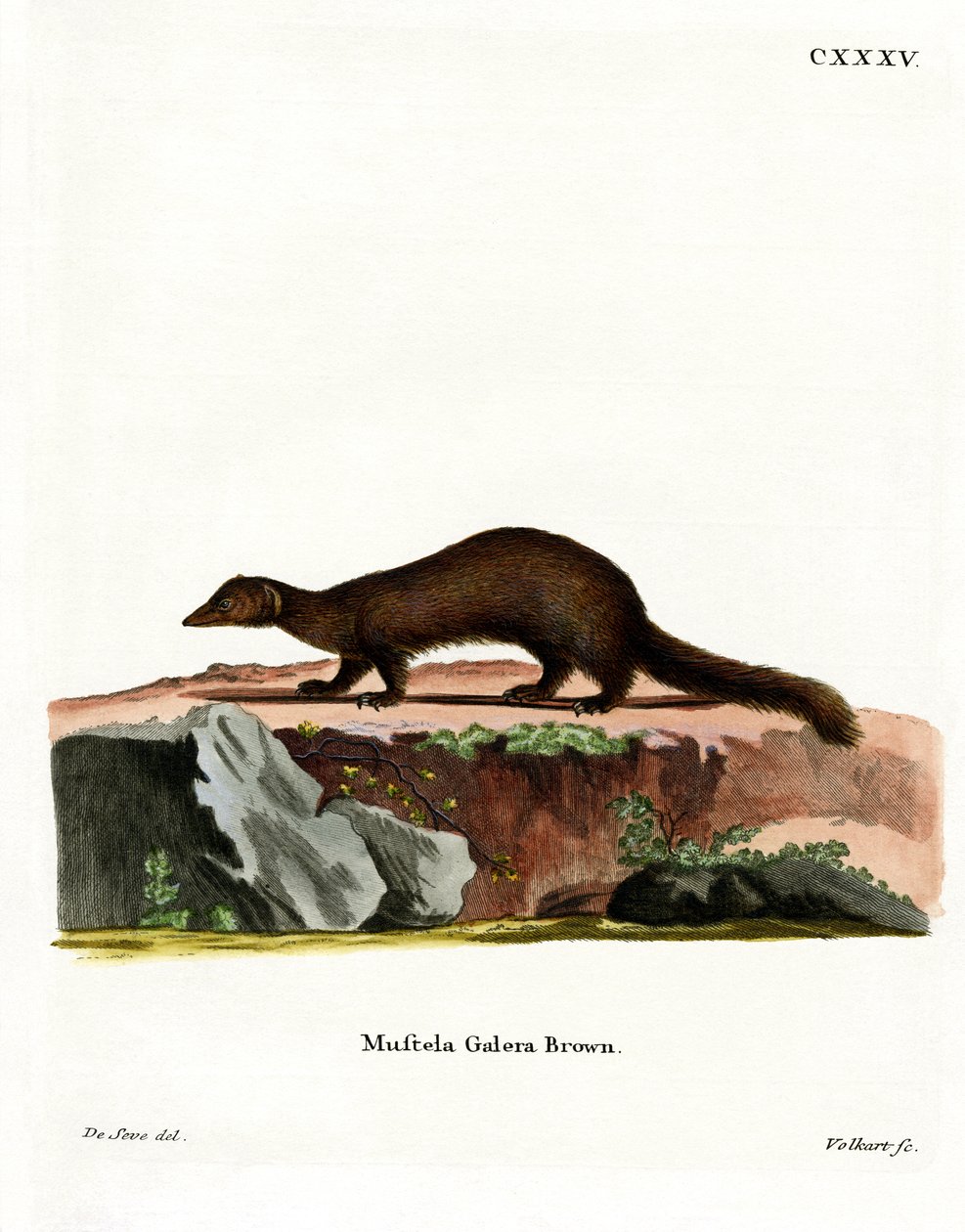 Tayra (värillinen kaiverrus) tekijältä German School