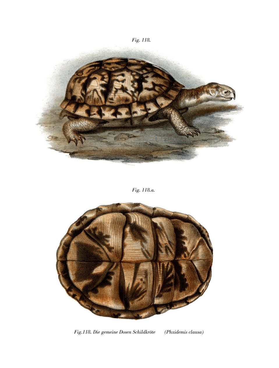 Terrapin (väri litho) tekijältä German School