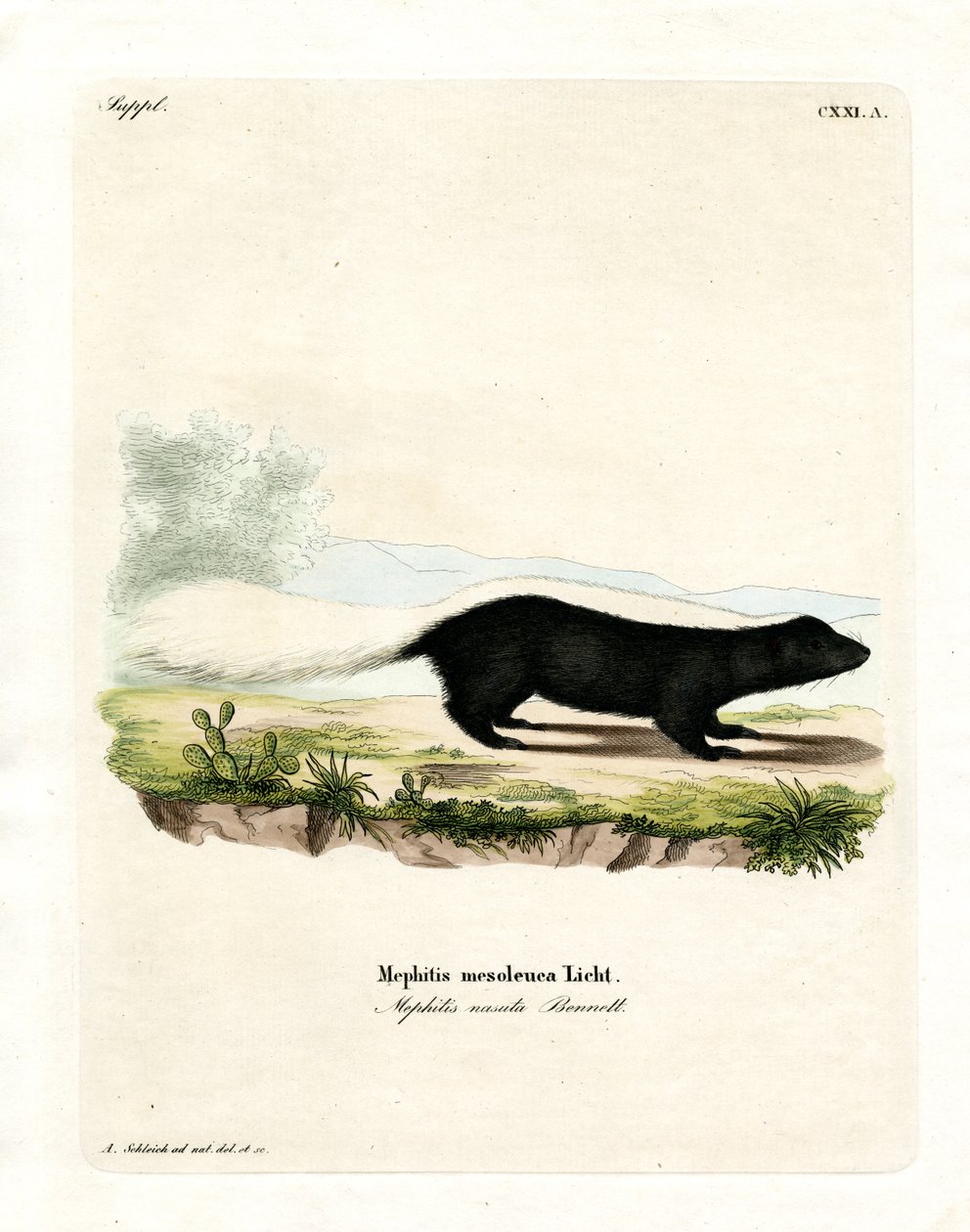 Texan Skunk (värillinen kaiverrus) tekijältä German School
