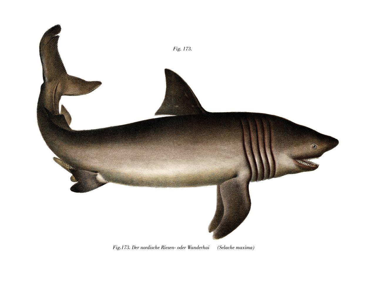 Basking Shark (väri litho) tekijältä German School