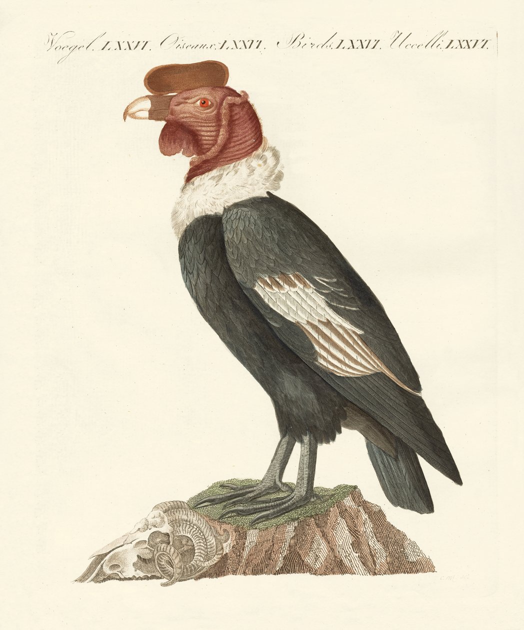 Condor (värillinen kaiverrus) tekijältä German School