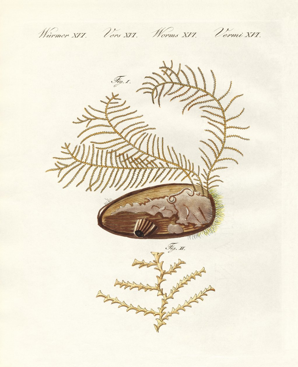 Sertularian hydroid (värillinen kaiverrus) tekijältä German School