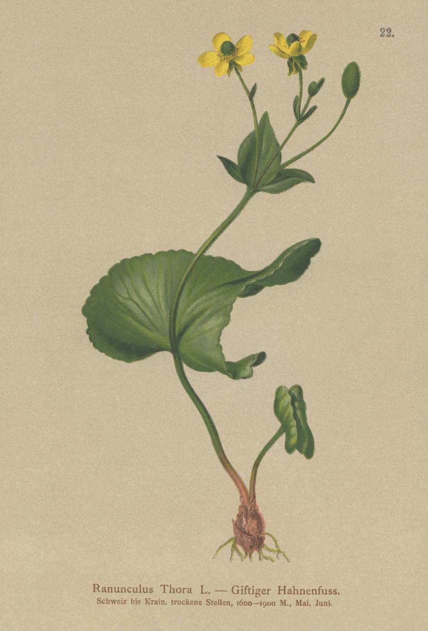 Thora Buttercup (Ranunculus Thora) tekijältä German School