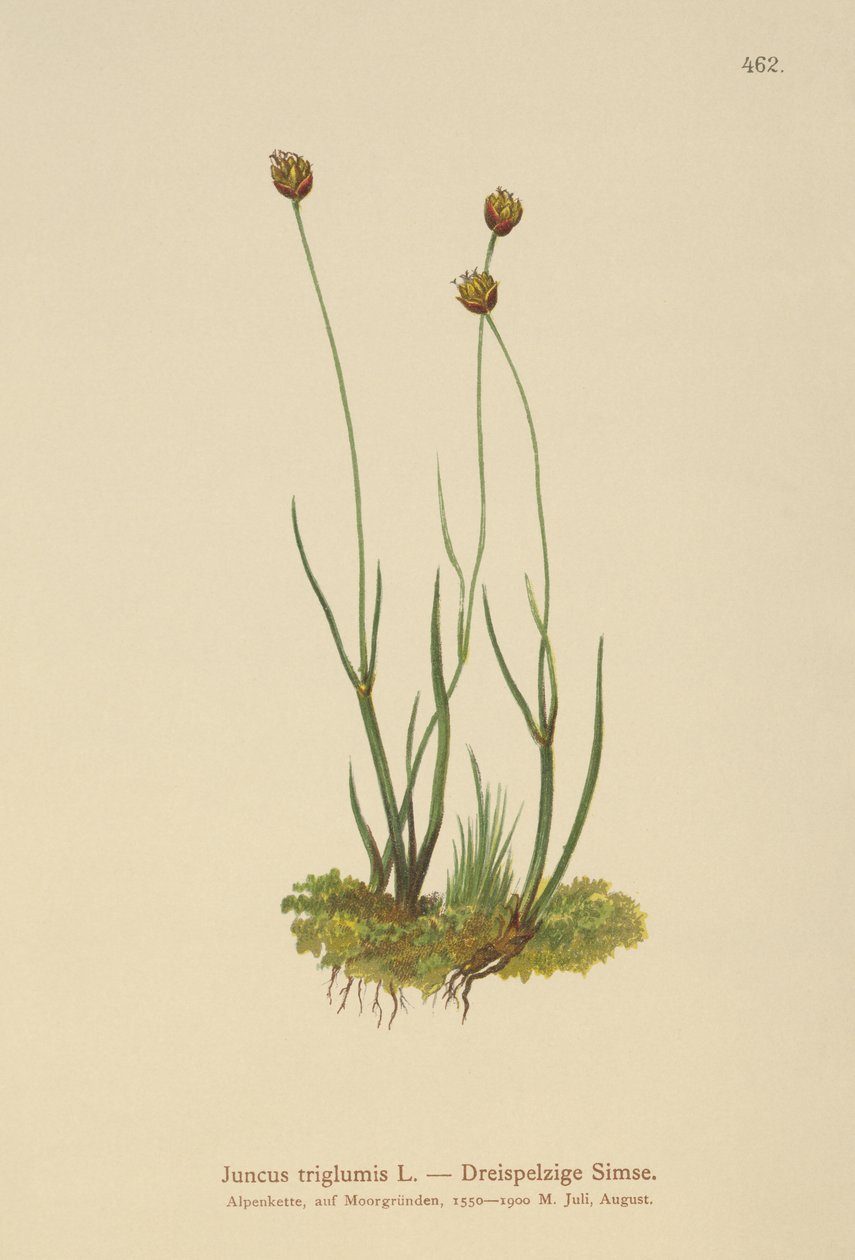 Kolmirunkoinen Rush (Juncus triglumis) tekijältä German School