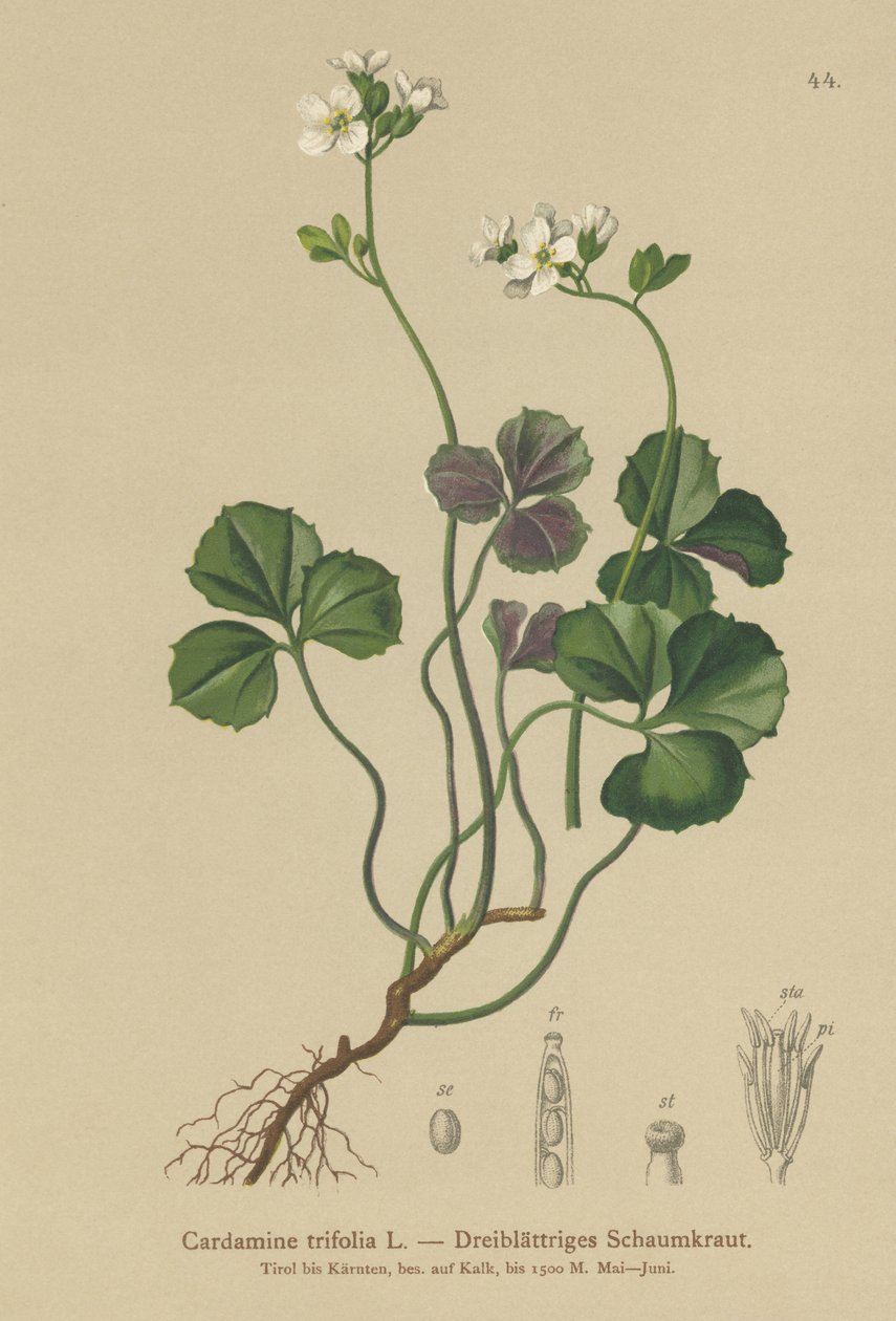 Kolmilehtinen katkerakrassi (Cardamine trifolia) tekijältä German School