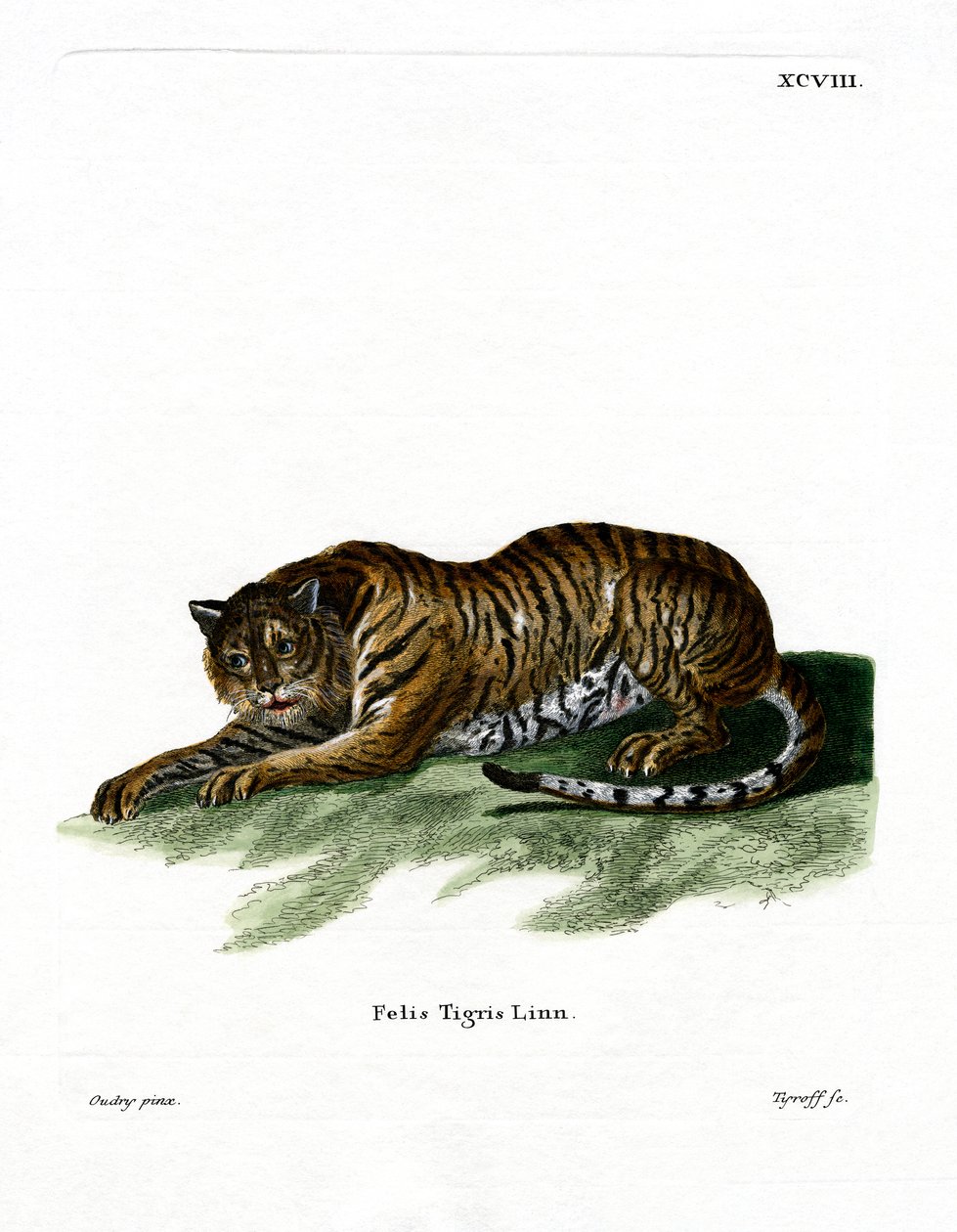 Tiger (värillinen kaiverrus) tekijältä German School