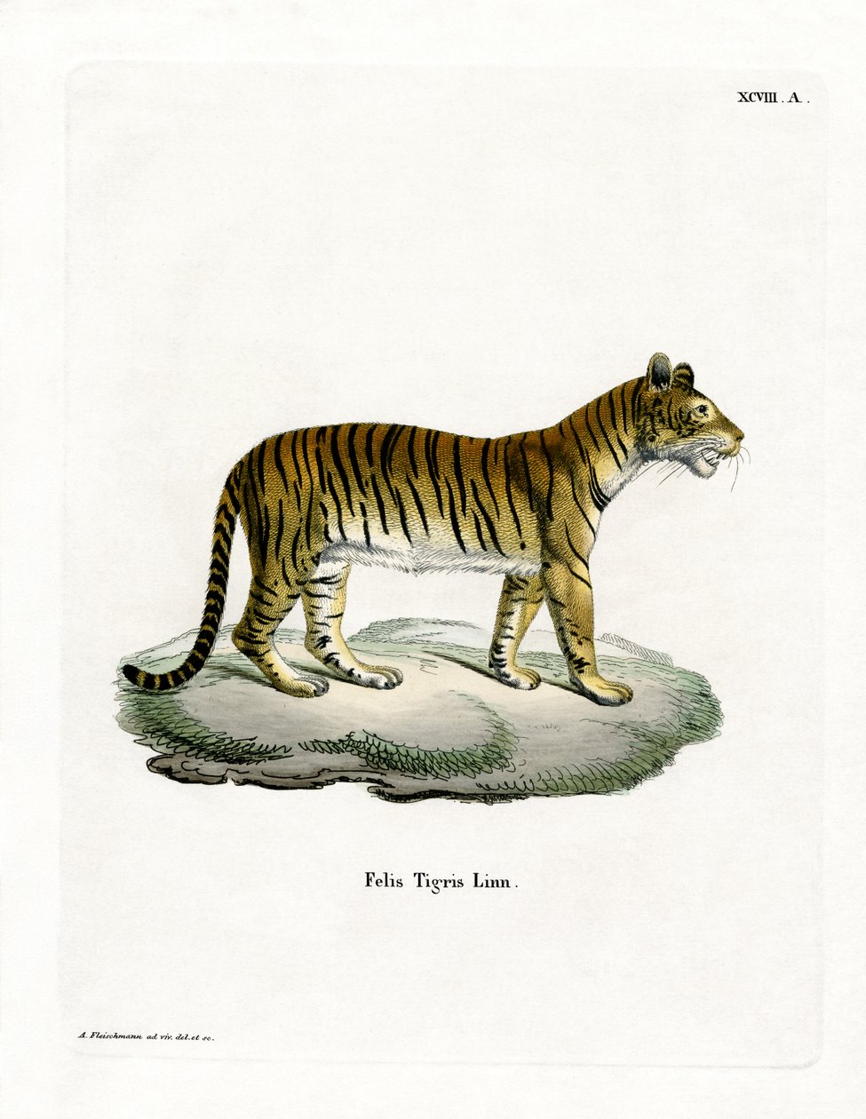 Tiger (värillinen kaiverrus) tekijältä German School