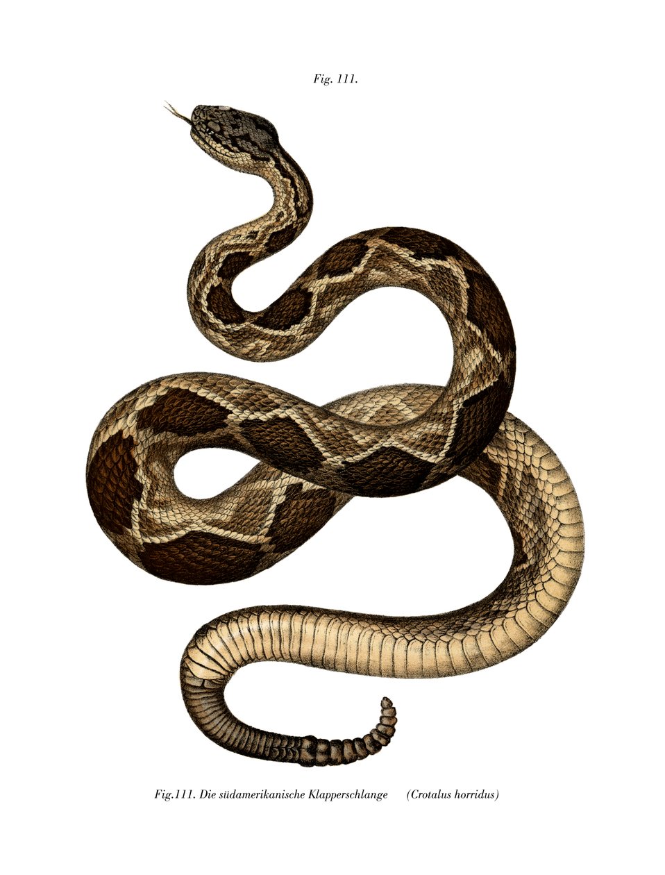 Timber Rattlesnake (väri litho) tekijältä German School