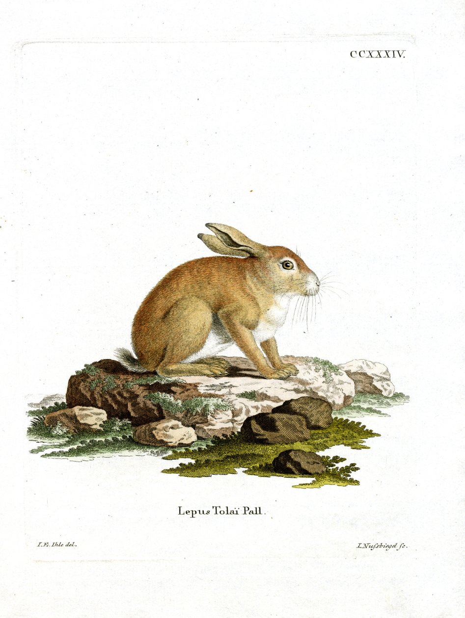 Tolai Hare (värillinen kaiverrus) tekijältä German School