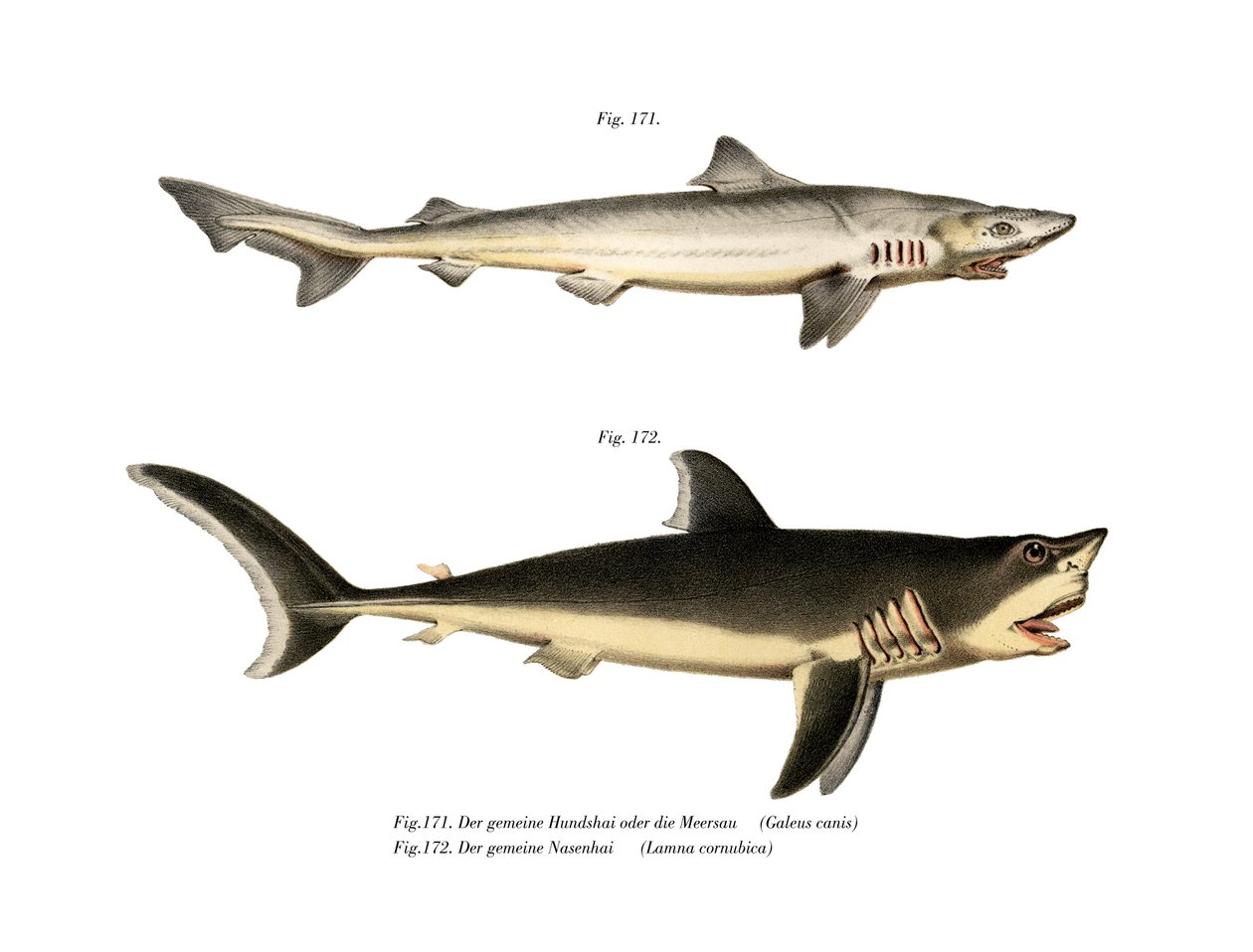 Tope Shark (väri litho) tekijältä German School