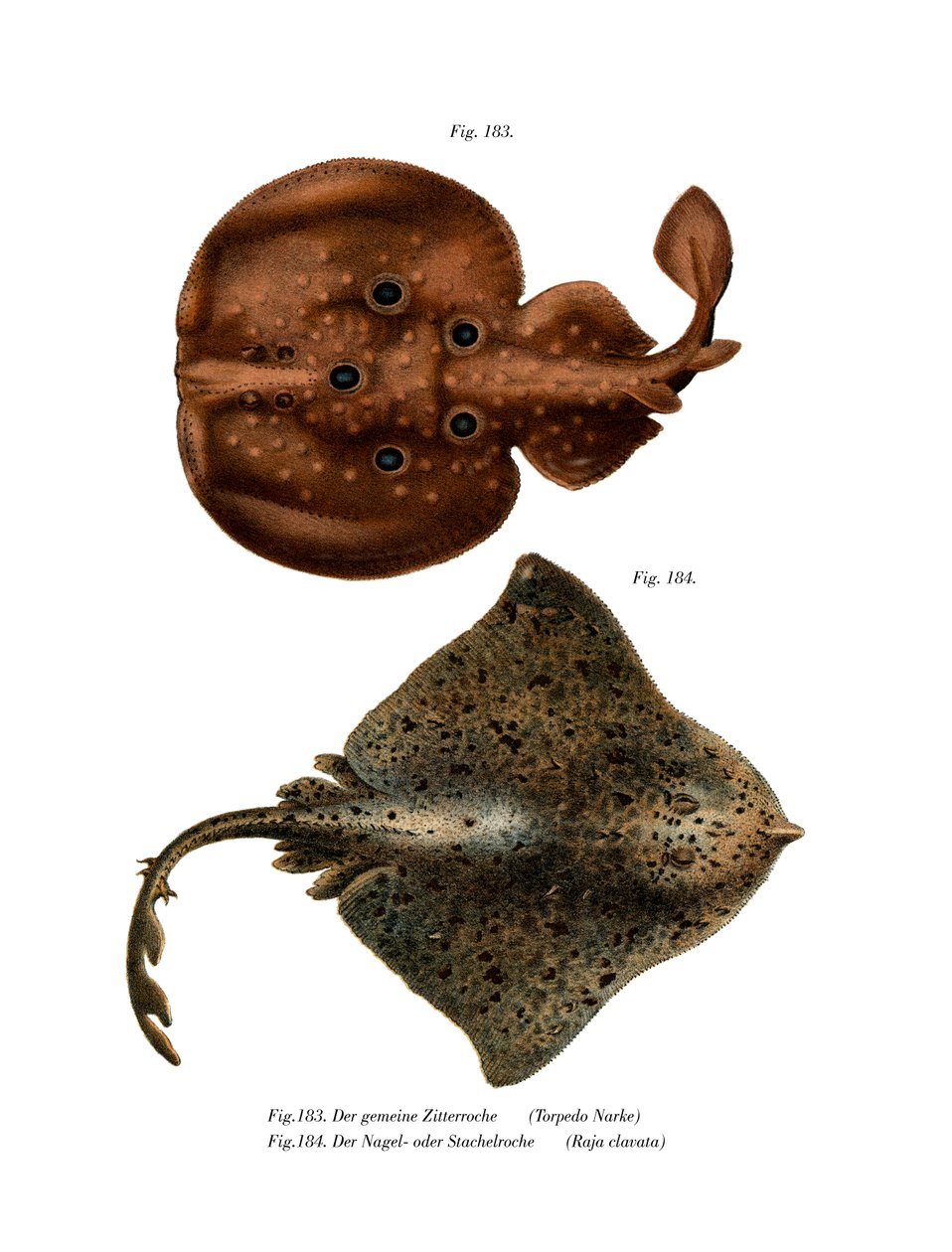 Torpedo Fish (väri litho) tekijältä German School