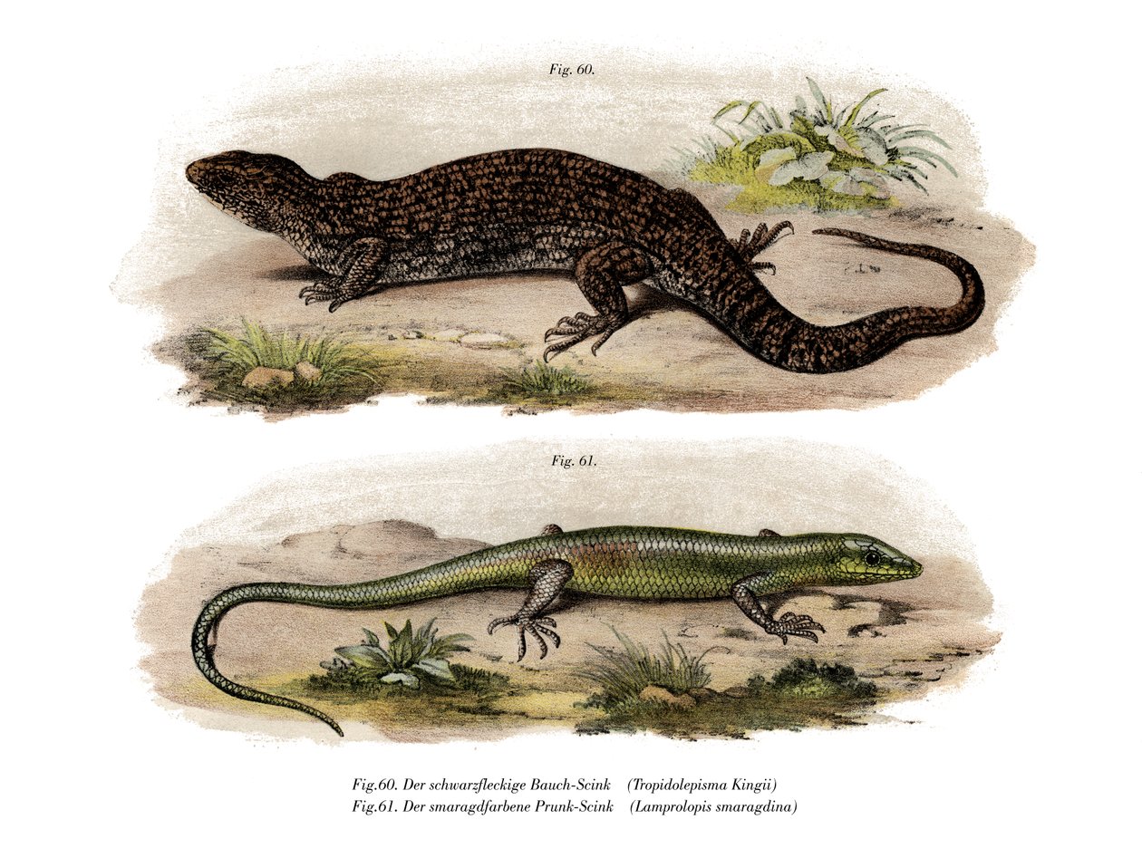 Tree Skink (väri litho) tekijältä German School