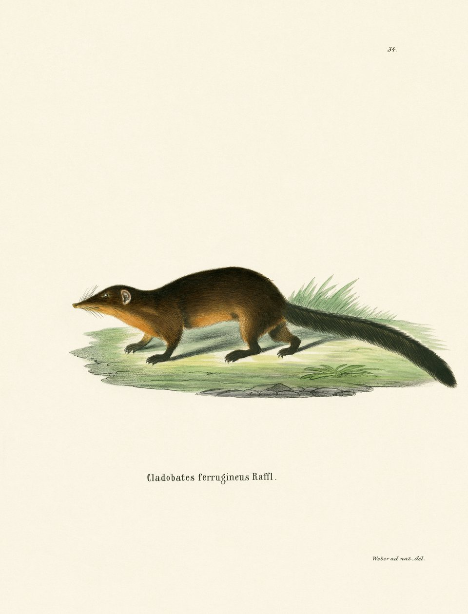 Treeshrew (värillinen kaiverrus) tekijältä German School