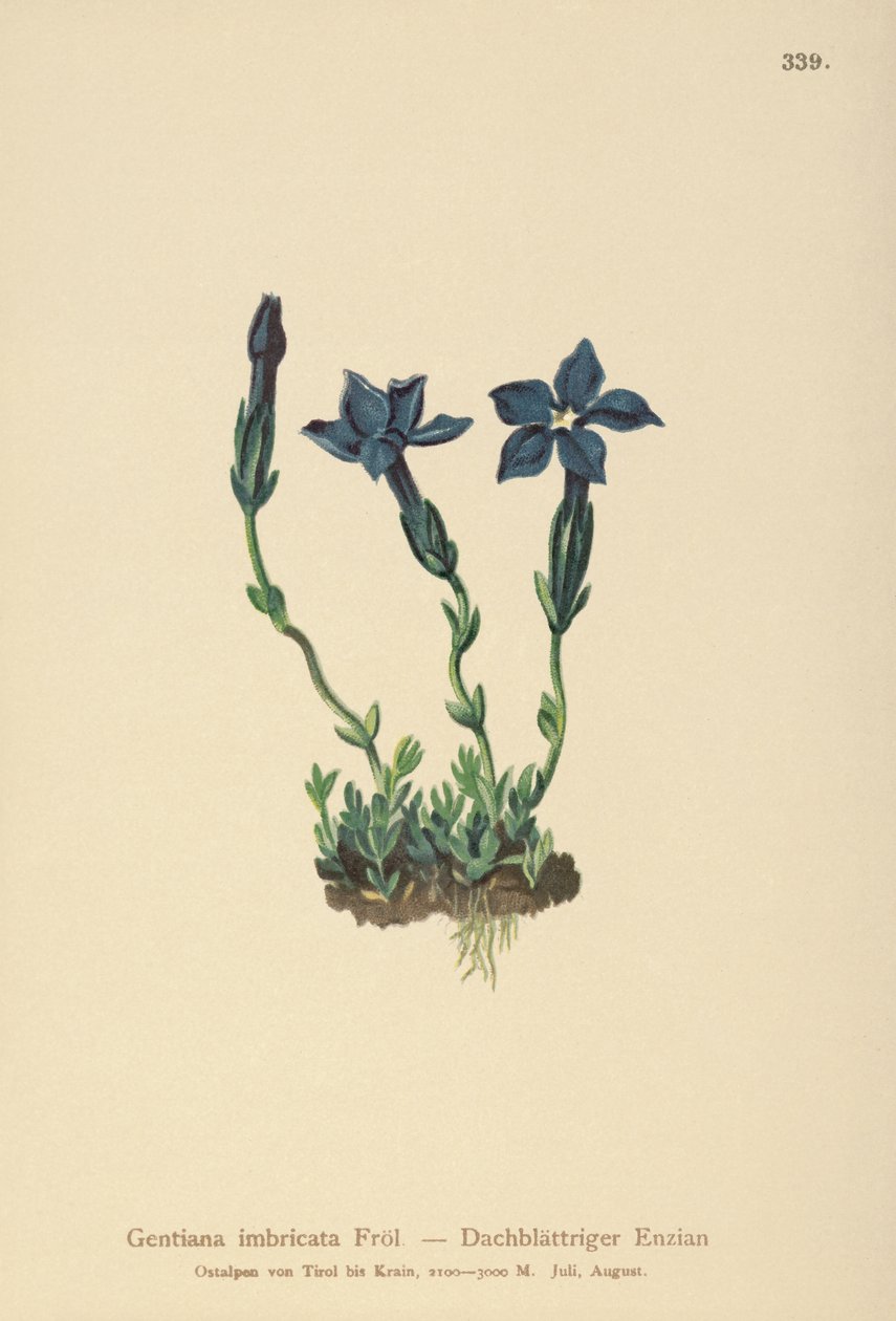 Triglav Gentian (Gentiana terglouensis, Gentiana imbricata) tekijältä German School
