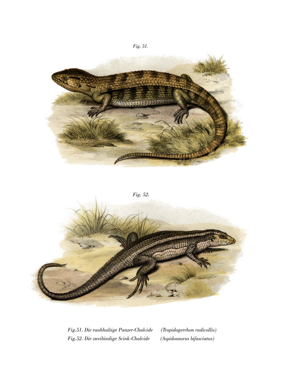 Tropidogerrhon rudicollis (väri litho) tekijältä German School