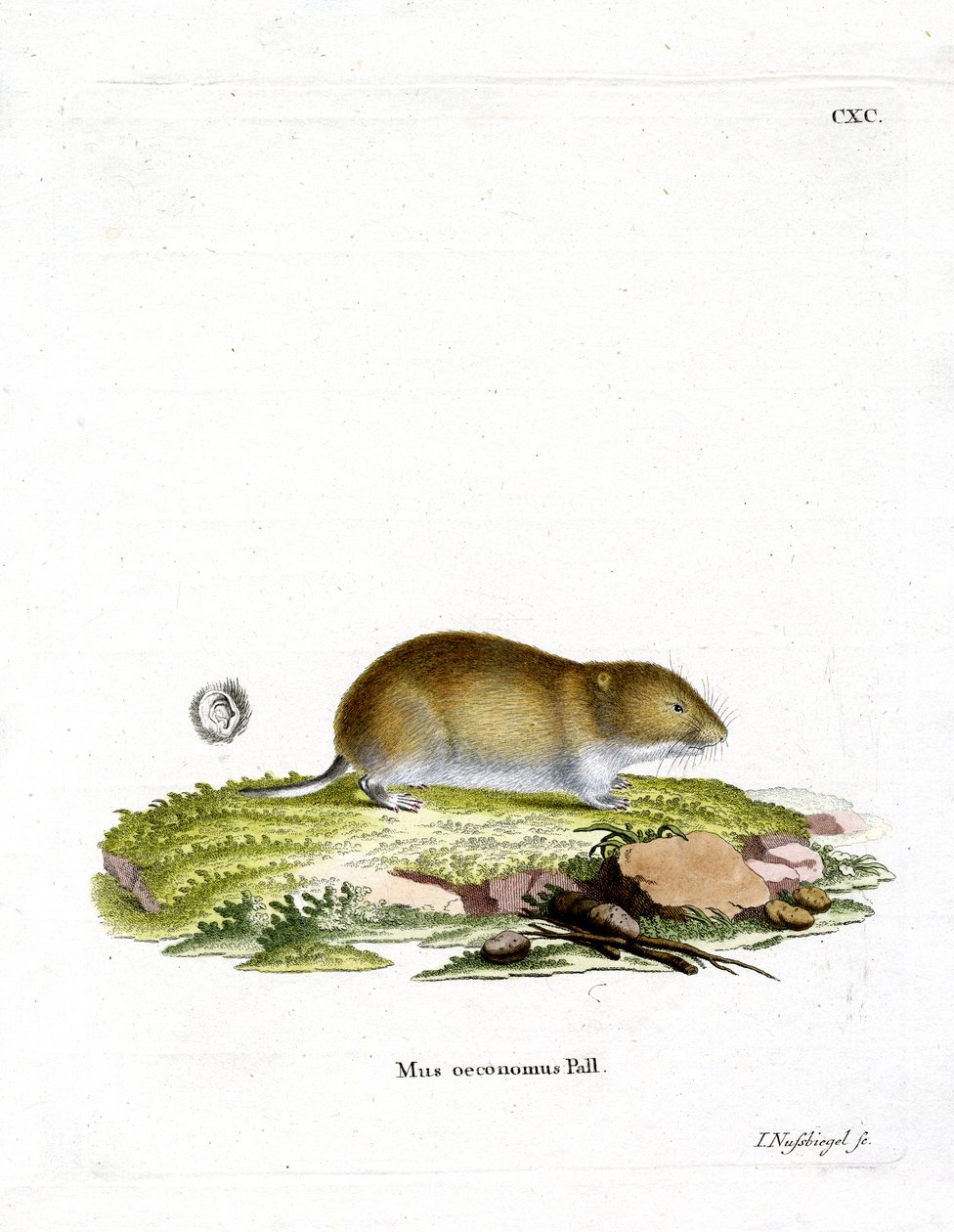 Tundra Vole (värillinen kaiverrus) tekijältä German School