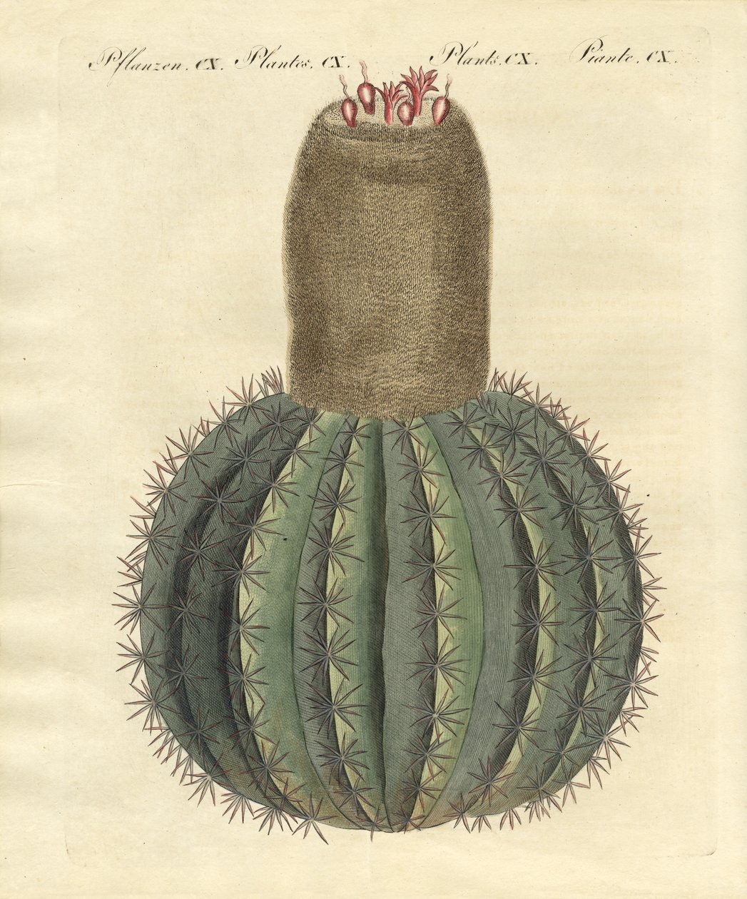 Turks-cactus tekijältä German School