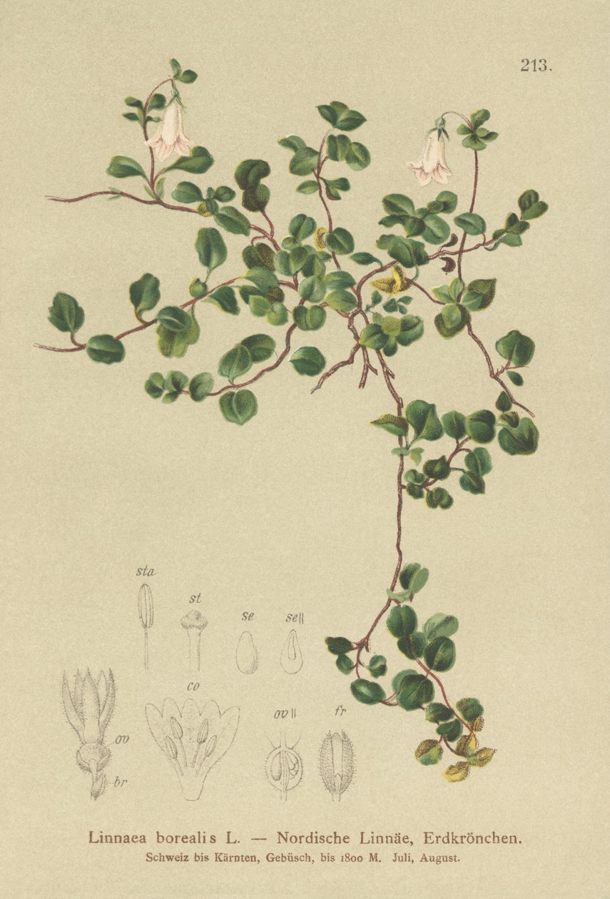 Kaksoskukka (Linnaea borealis) tekijältä German School