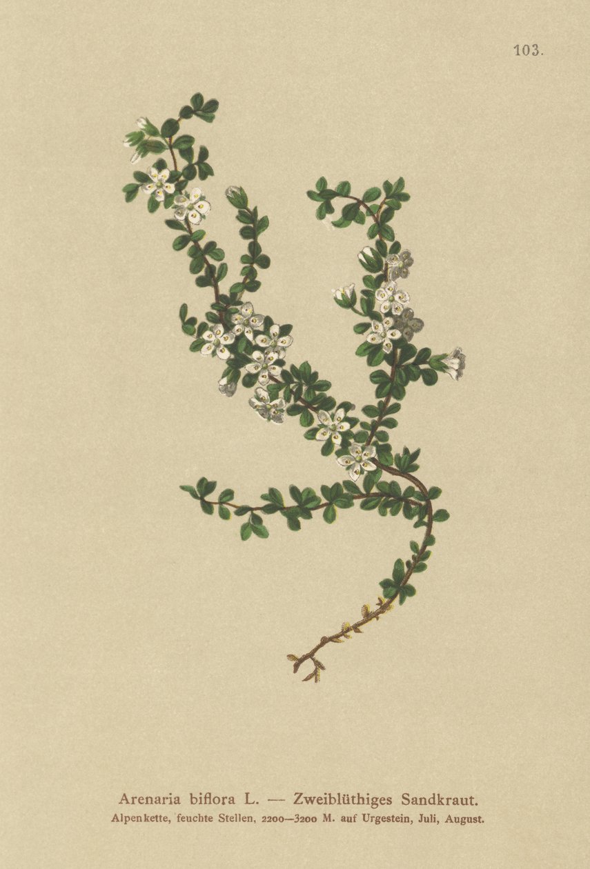 Kaksikukkainen hiekkajuuri (Arenaria biflora) tekijältä German School