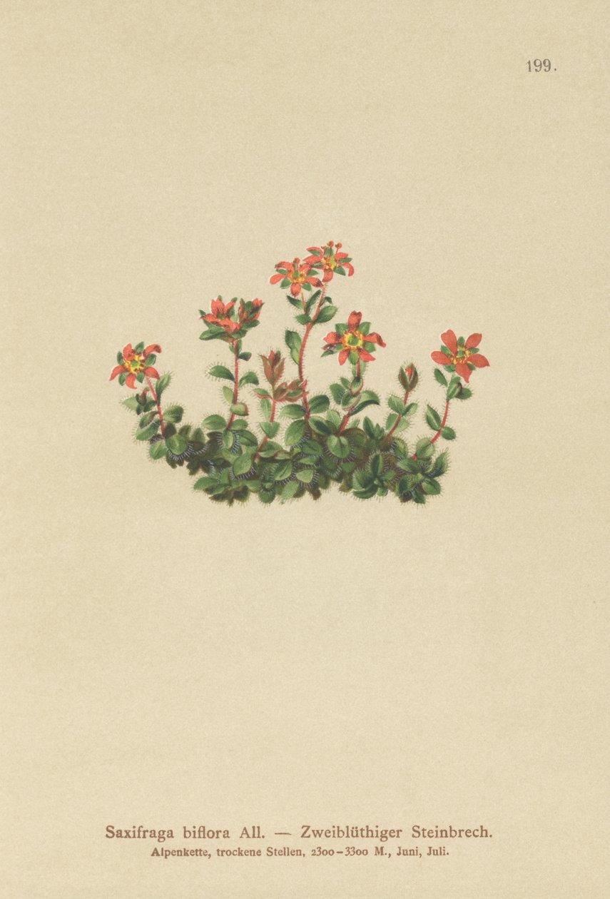 Kaksikukkainen saksifrage (Saxifraga biflora) tekijältä German School