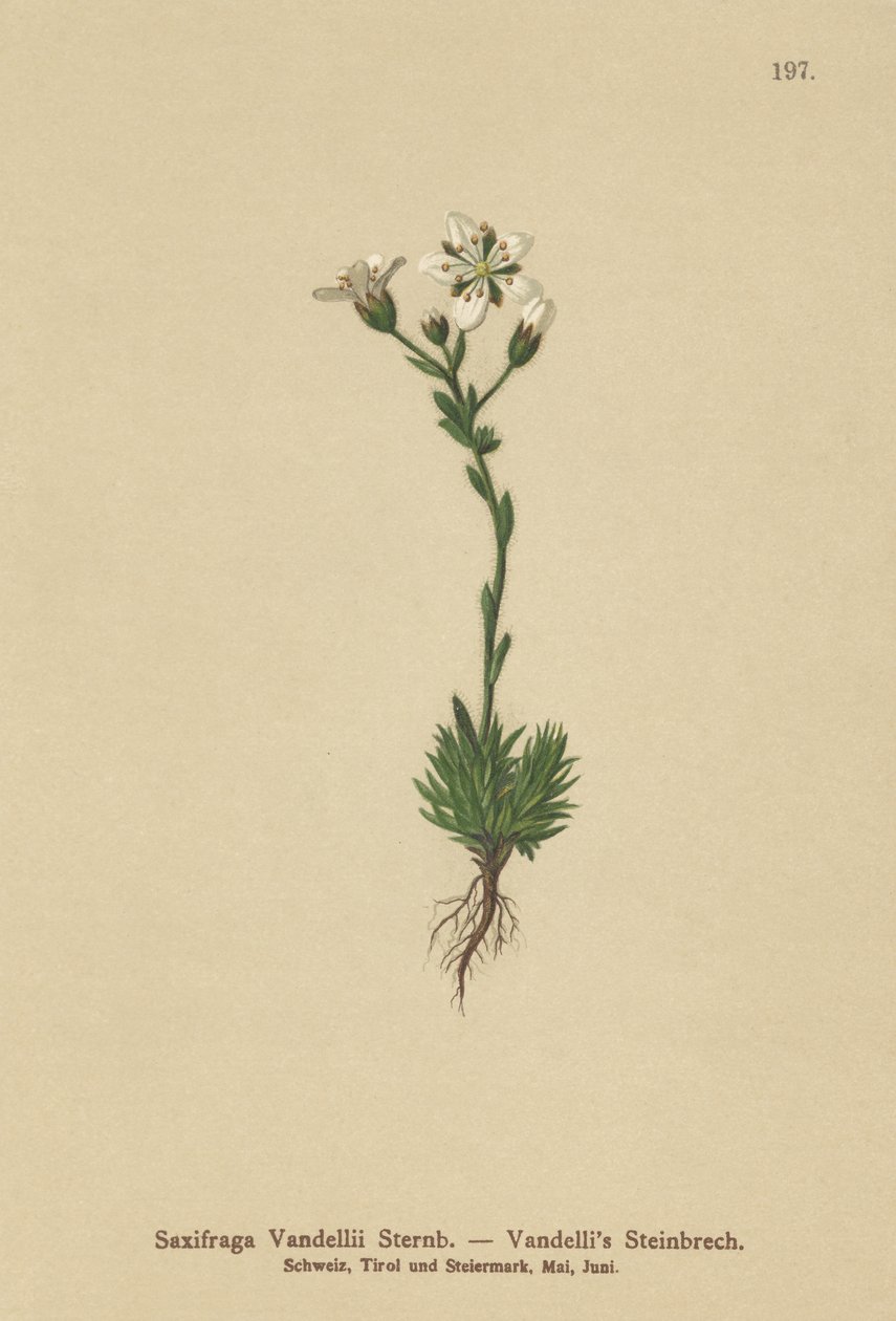 Vandellis Saxifrage (Saxifraga Vandellii) tekijältä German School