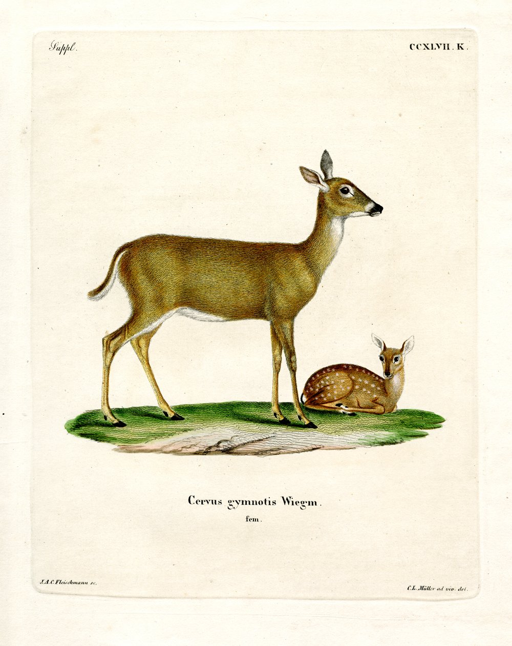 Virginian Deer (värillinen kaiverrus) tekijältä German School