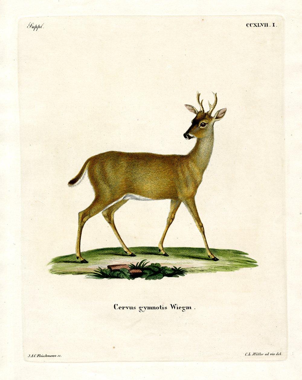 Virginian Deer (värillinen kaiverrus) tekijältä German School