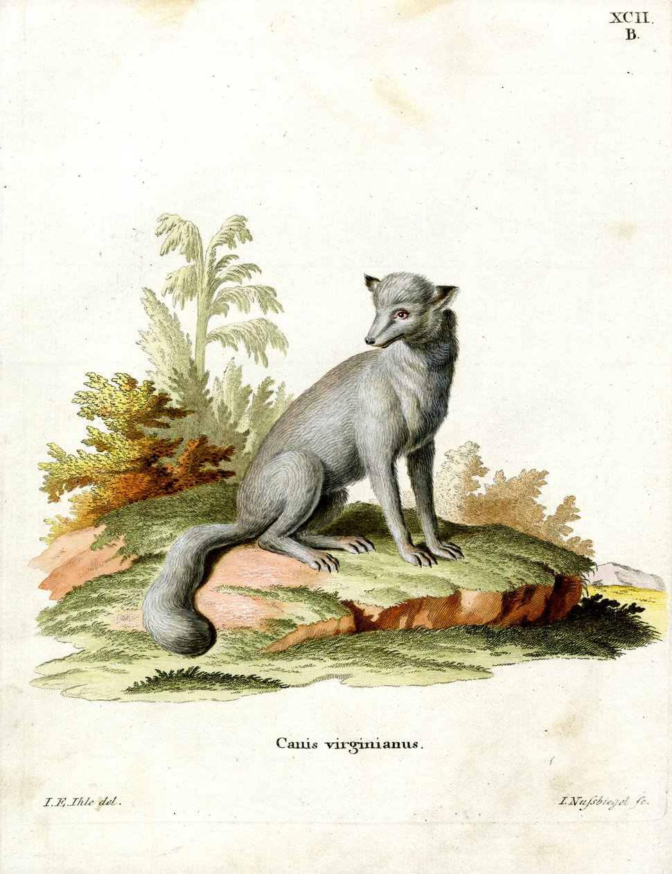 Virginian Fox (värillinen kaiverrus) tekijältä German School