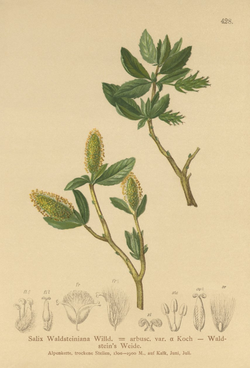 Waldsteins Willow (Salix Waldsteiniana, Salix arbusc. var.) tekijältä German School