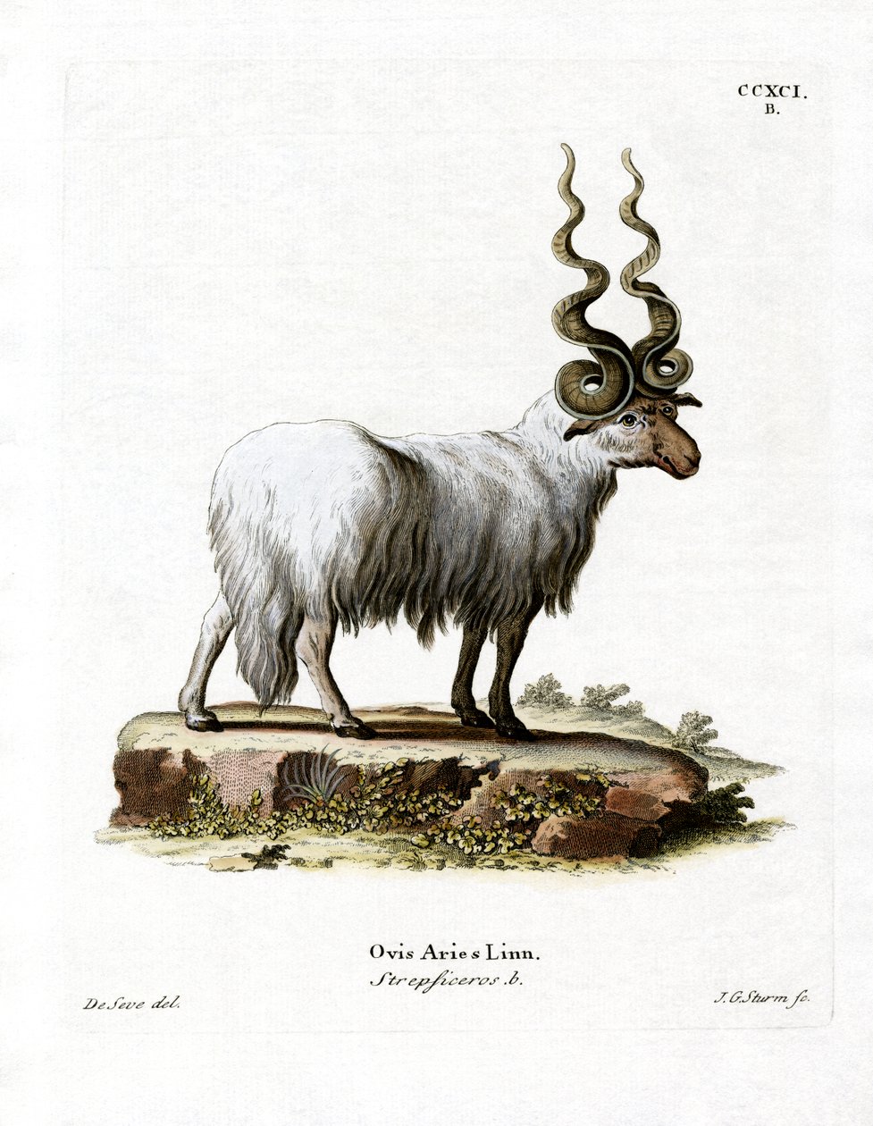 Wallachian Sheep (värillinen kaiverrus) tekijältä German School