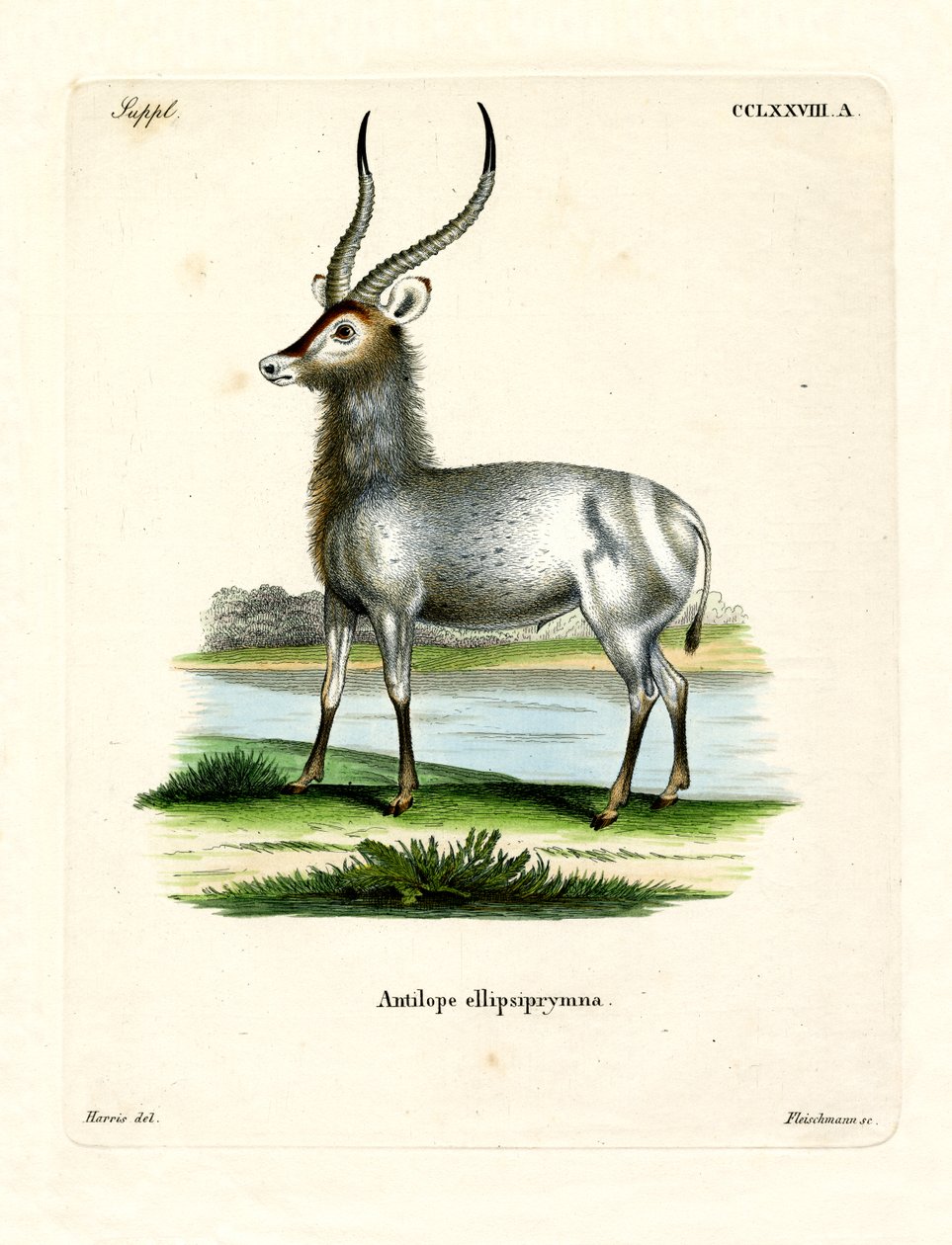 Waterbuck (värillinen kaiverrus) tekijältä German School