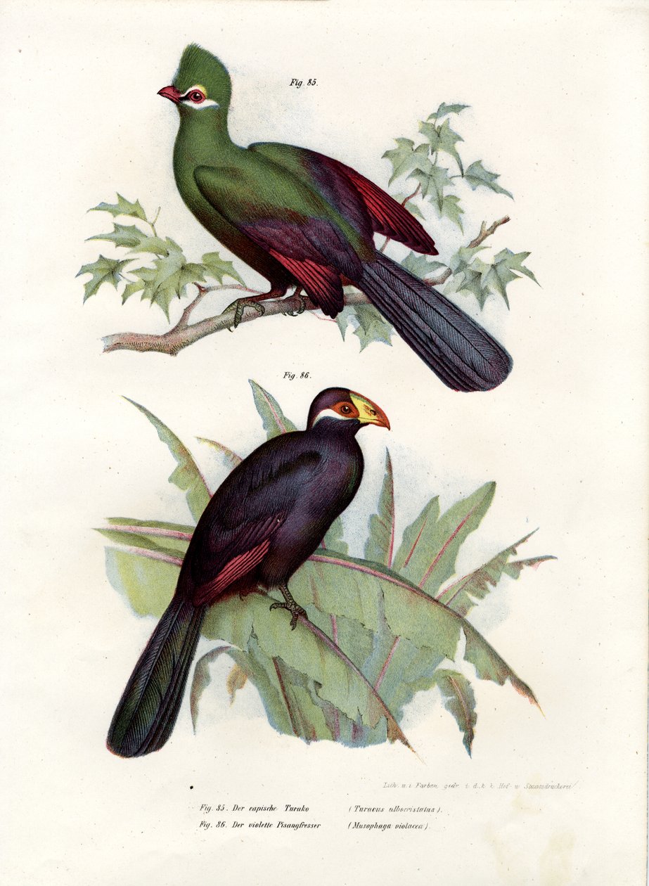 Valkoharjainen Turaco, 1864 tekijältä German School