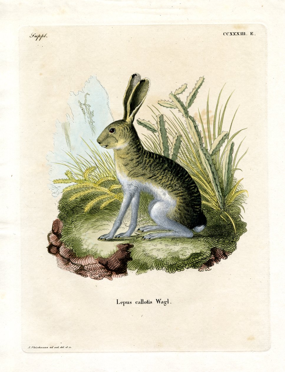 Valkosivuinen Jackrabbit (värillinen kaiverrus) tekijältä German School