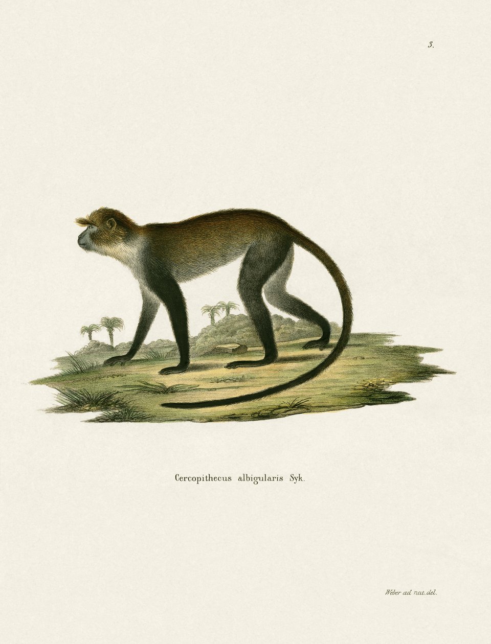 White-throated Monkey tekijältä German School