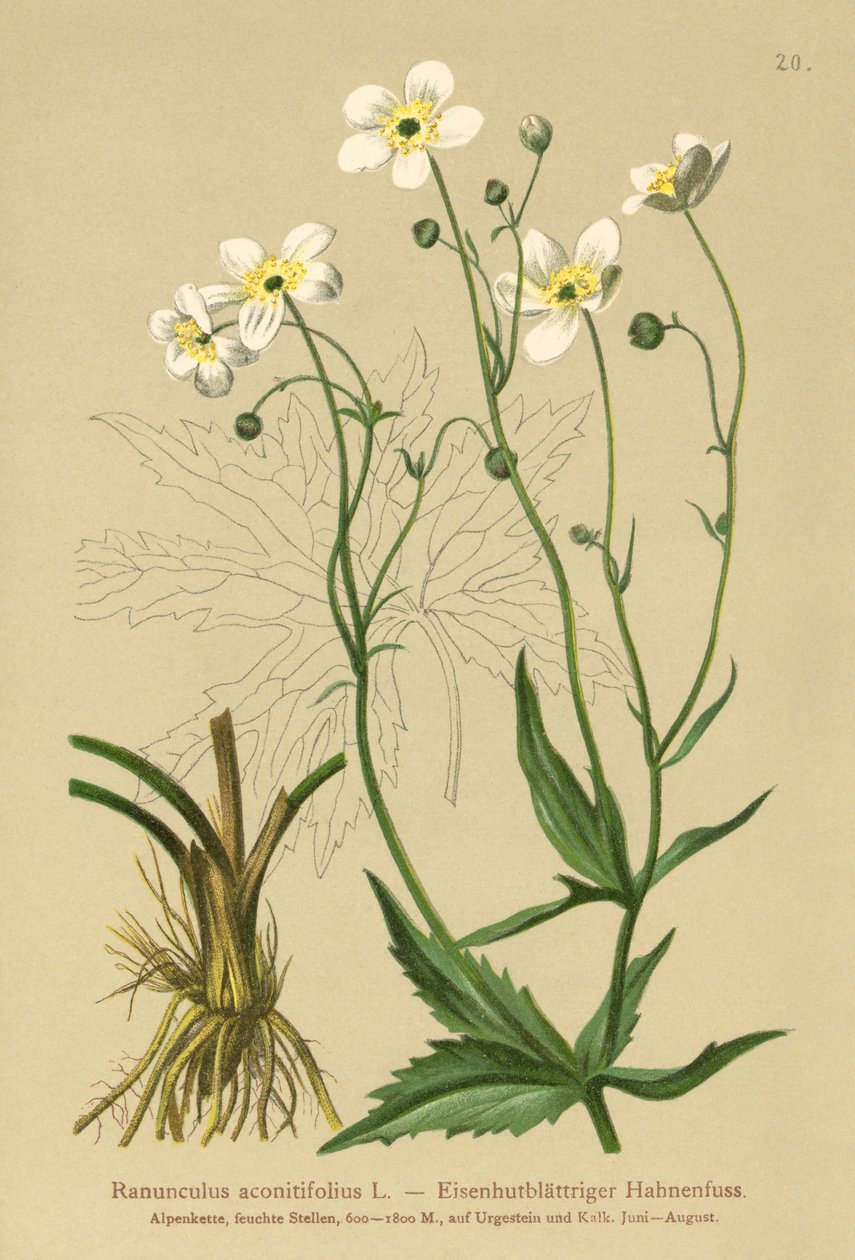 Valkoiset poikamiesnapit (Ranunculus aconitifolius) tekijältä German School