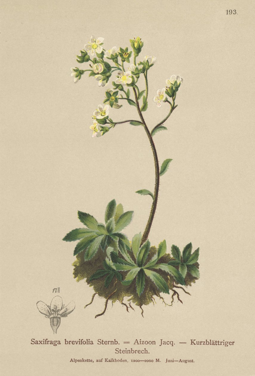 White Mountain Saxifrage (Saxifraga brevifolia, Saxifraga Aizoon) tekijältä German School